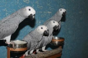 African Greys parrots for sale