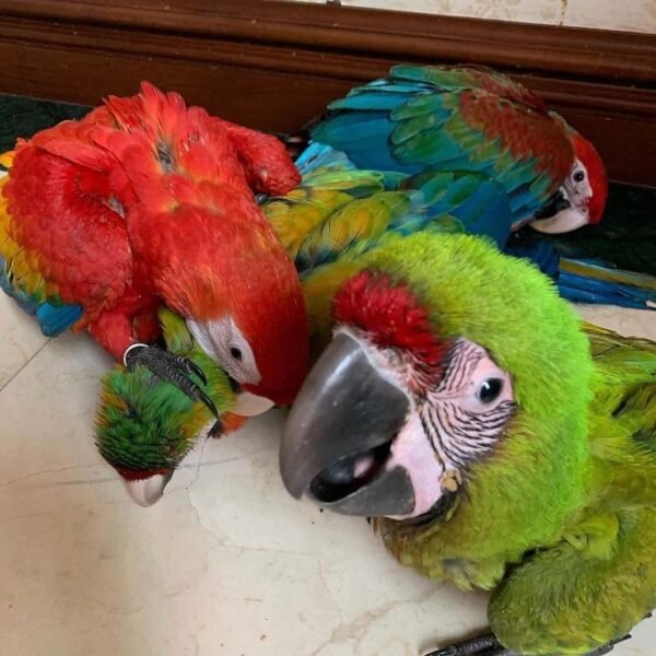 #1 Colorful Macaw Parrots For Sale - Image 2