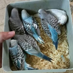 Budgerigar parrots for sale