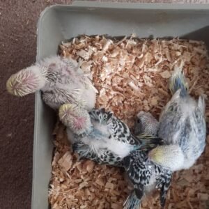 Budgerigar parrots for sale