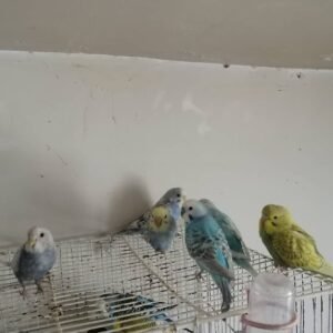 Budgerigar parrots for sale