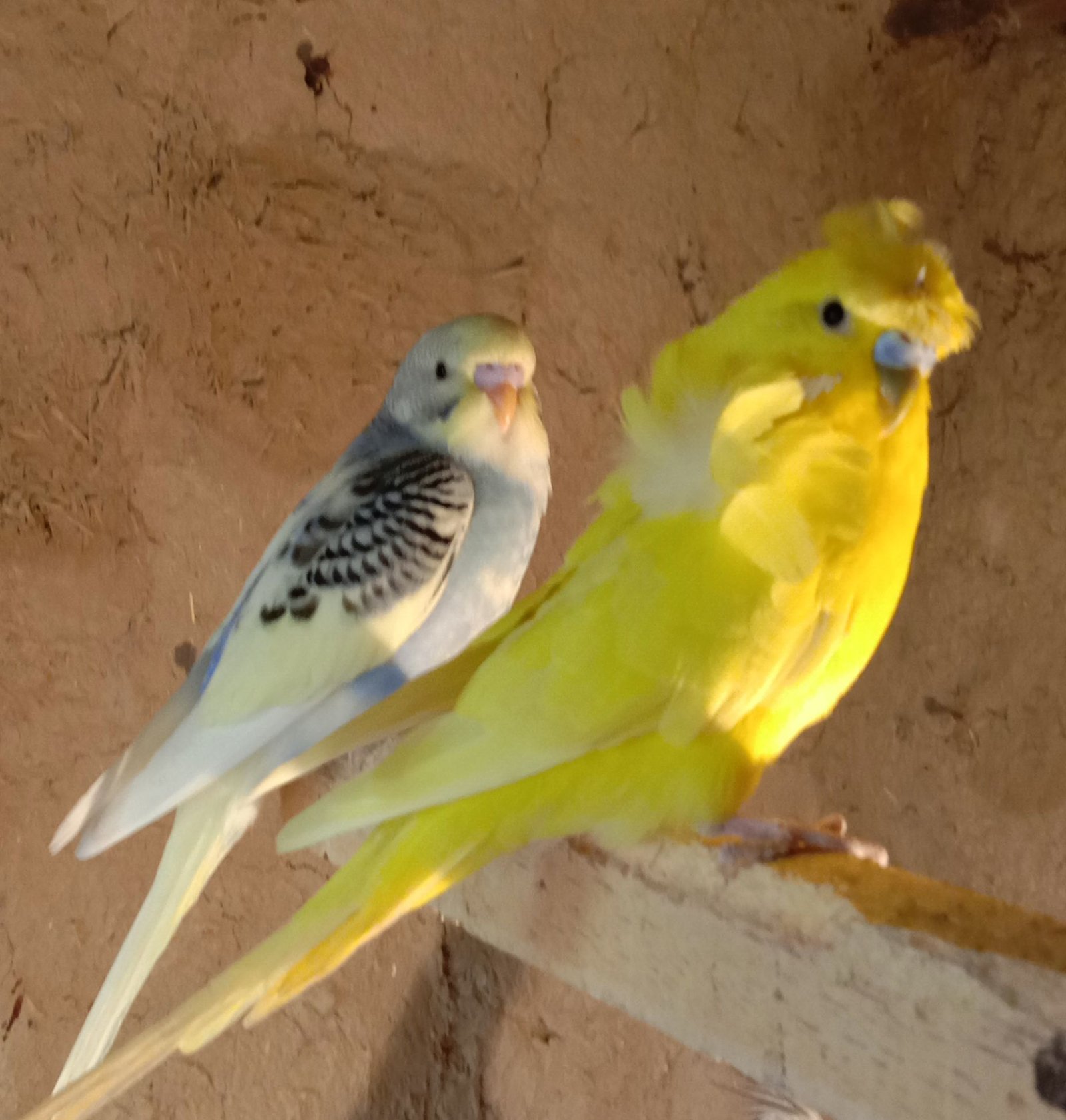 Budgerigar parrots for sale