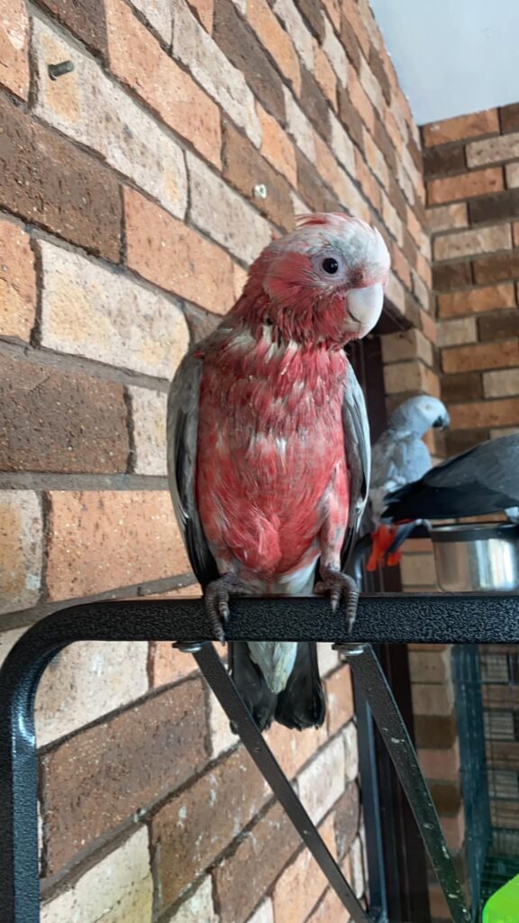 Parrots for sale, What is the best parrot to buy as a pet?