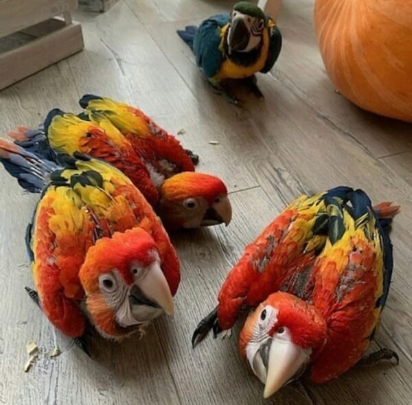 #1 Colorful Macaw Parrots For Sale - Image 3