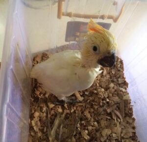 Cockatoo Parrot For Sale
