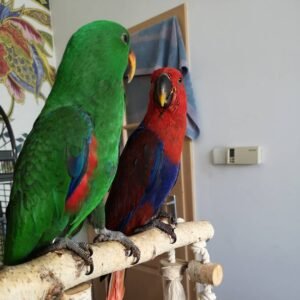 Eclectus parrots for sale