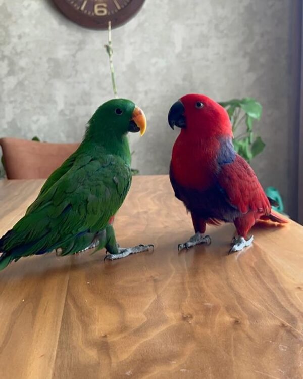 #1 Affectionate Eclectus Parrots for Sale - Image 4