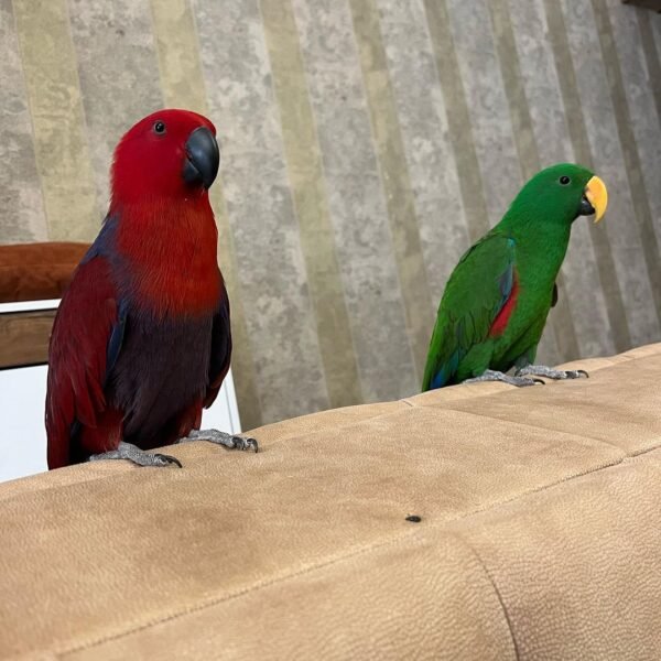 #1 Affectionate Eclectus Parrots for Sale - Image 3