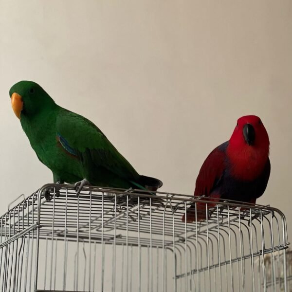 #1 Affectionate Eclectus Parrots for Sale - Image 2