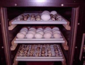 Fertilizer Parrot Eggs for Sale in the UK