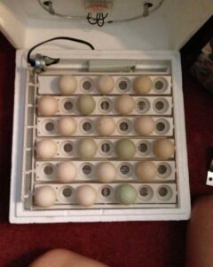 Fertile parrot eggs for sale