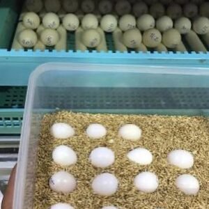 Fertile parrot eggs for sale