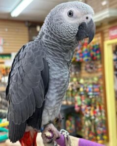 Finding the Perfect Parrot for Sale
