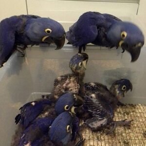 Buy Parrots online in the UK