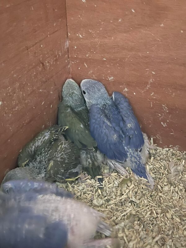 Indian Ringneck Parakeet Parrots for sale