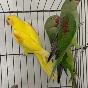 Indian Ringneck Parakeet Parrots for sale