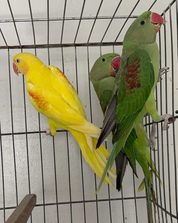 Indian Ringneck Parakeet Parrots for sale