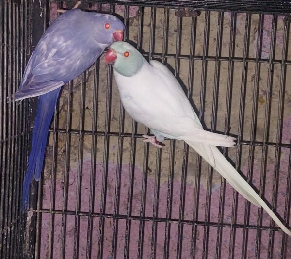 Indian Ringneck Parakeet Parrots for sale