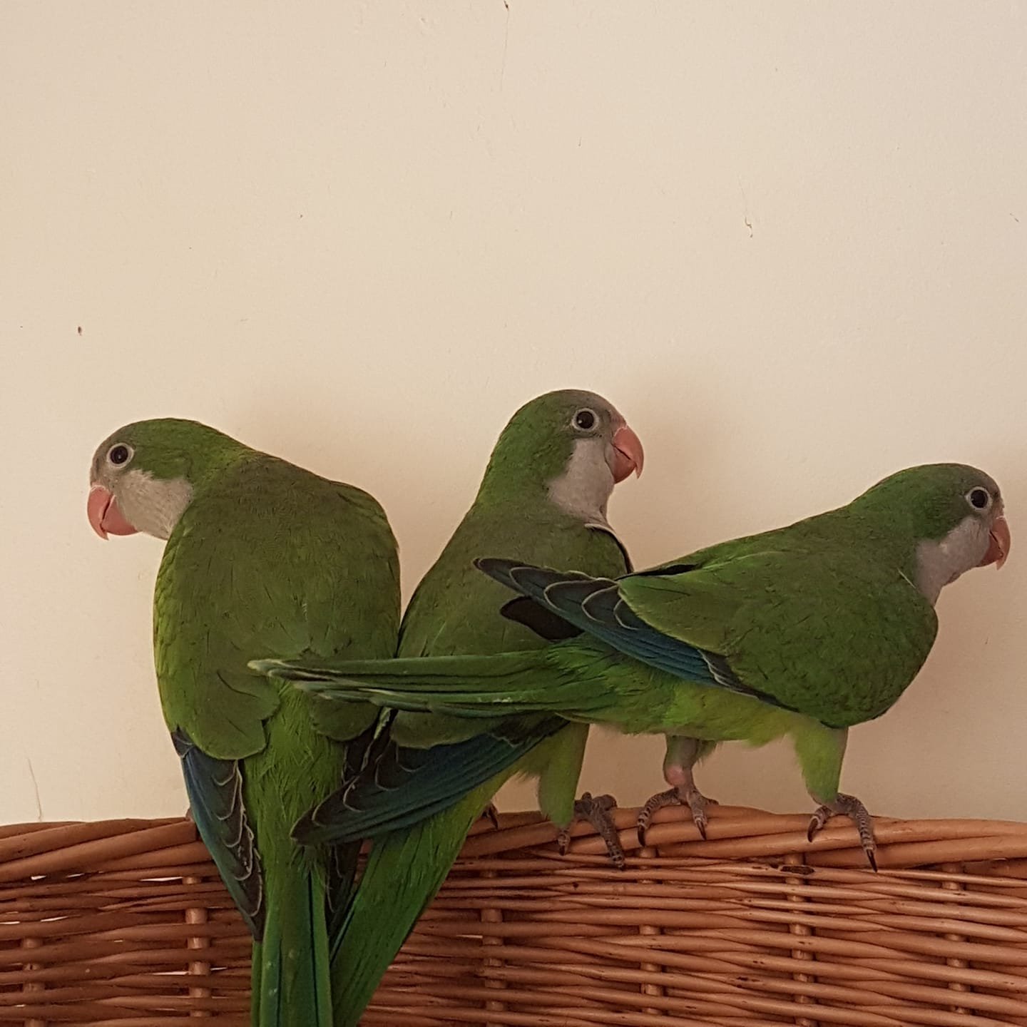 Indian Ringneck Parakeet Parrots