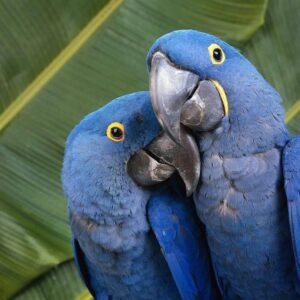 macaw parrots for sale