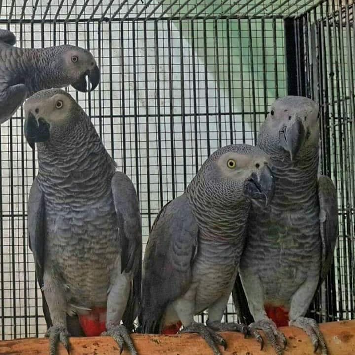 Parrots for sale