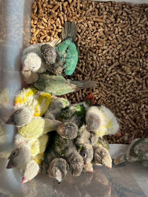 #1 intelligent Quaker Parrots For Sale - Image 2