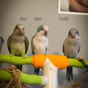 Quaker Parrots For Sale