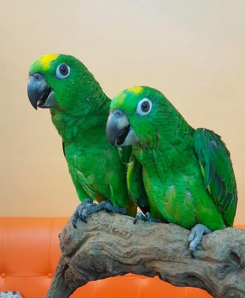 amazon parrots for sale in Uk
