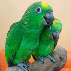 Amazon parrots for sale