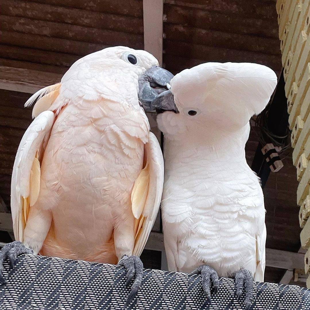 cockatoos for sale