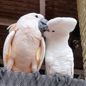 Sweet Cockatoo Parrots For Sale