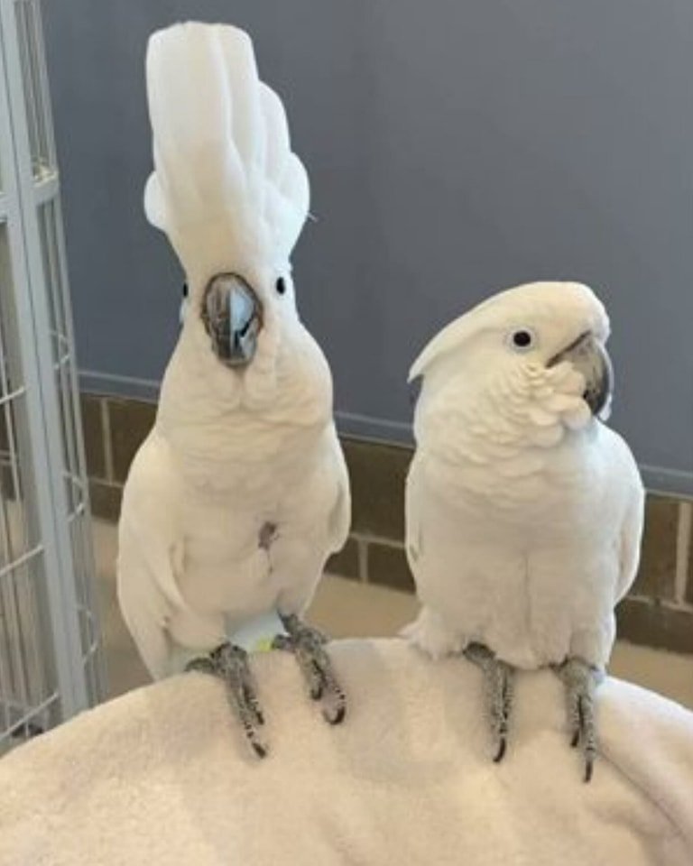 cockatoos for sale now