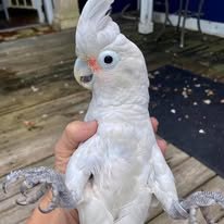 cockatoos for sale