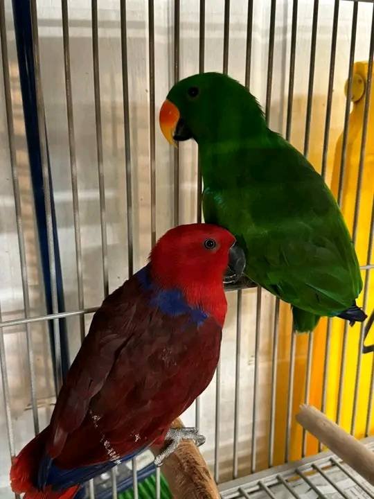 electus parrots for sale