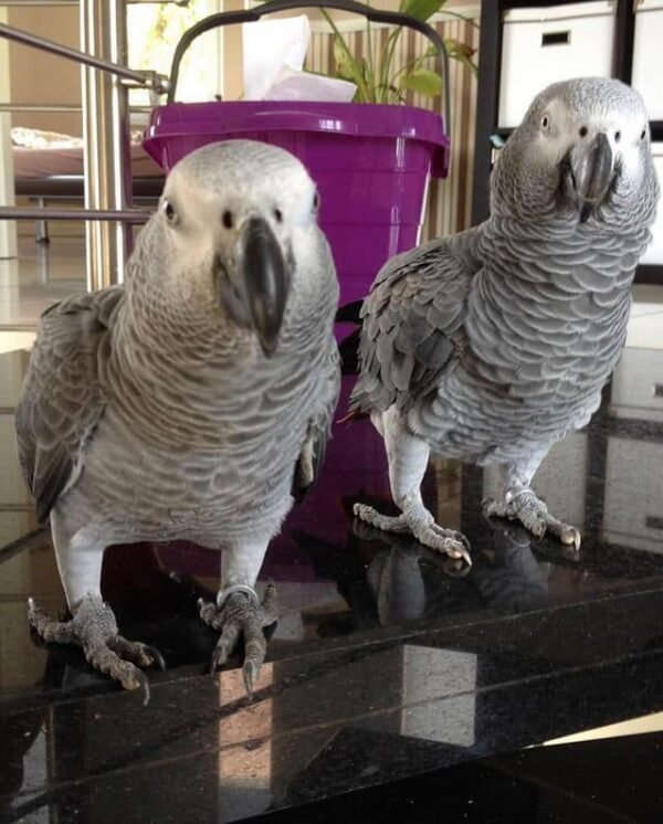 grey parrots for sale