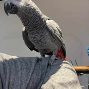 African grey parrots for sale