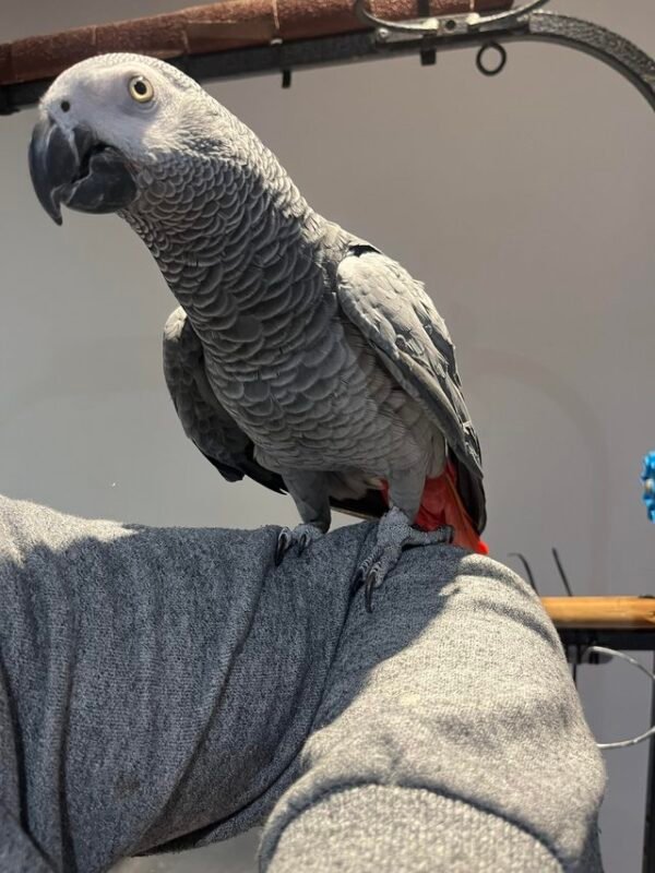 African grey parrots for sale