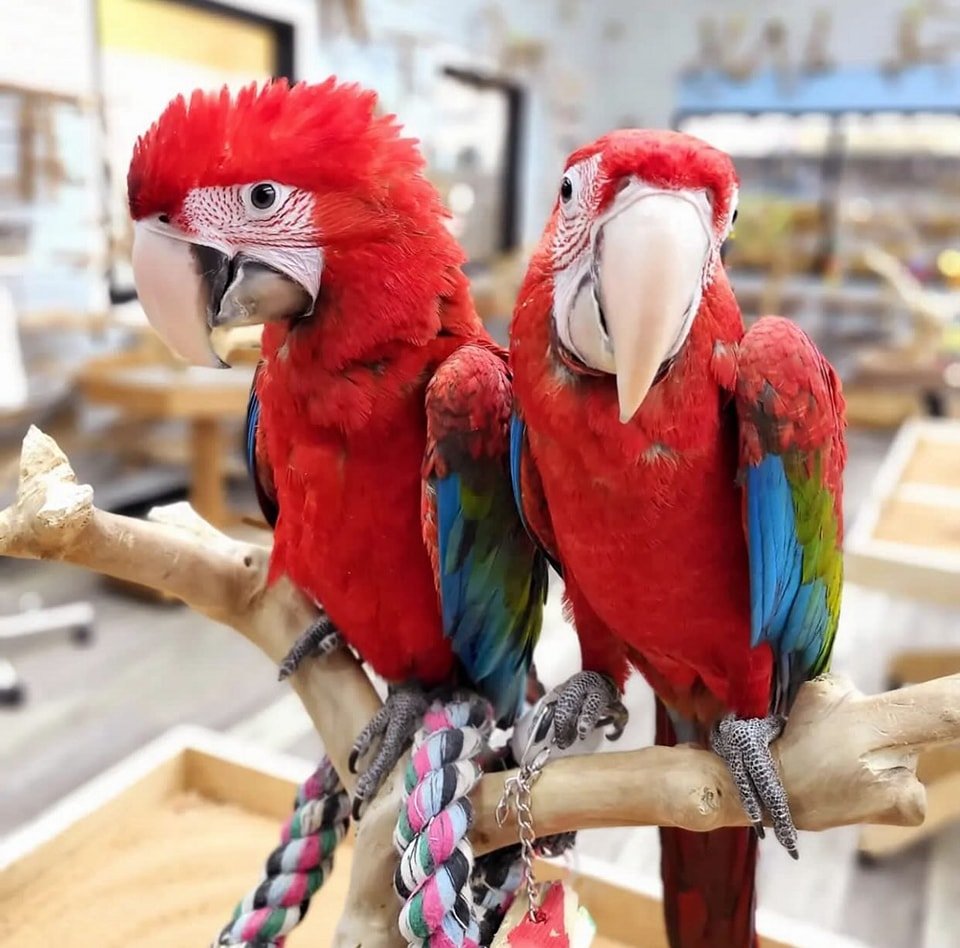 macaw parrots for sale