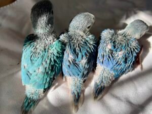 Quaker Parrots for sale