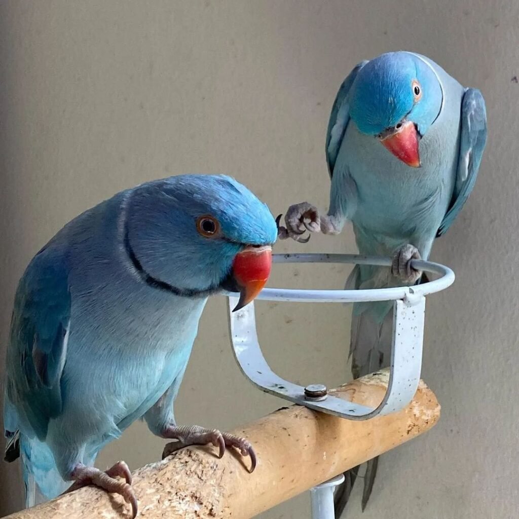 Finding the Perfect Parrot for Sale