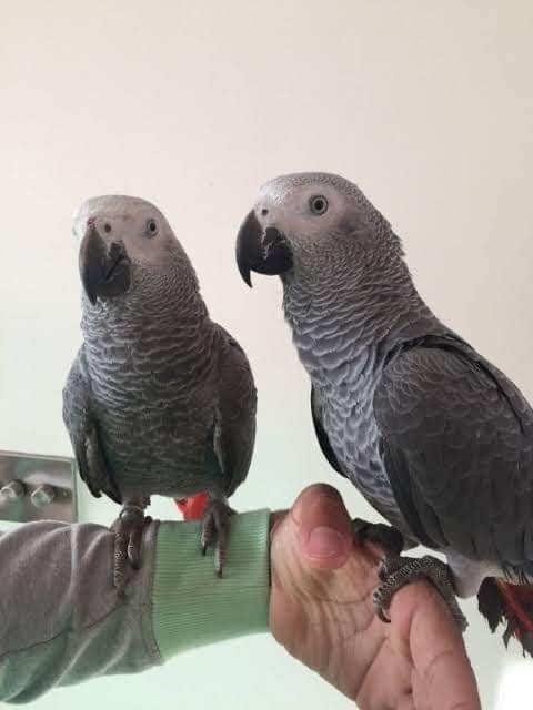 Timneh vs Congo African Grey Parrots