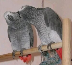 Timneh vs Congo African Grey Parrots