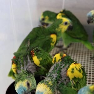 Affectionate Amazon parrots for sale in the UK
