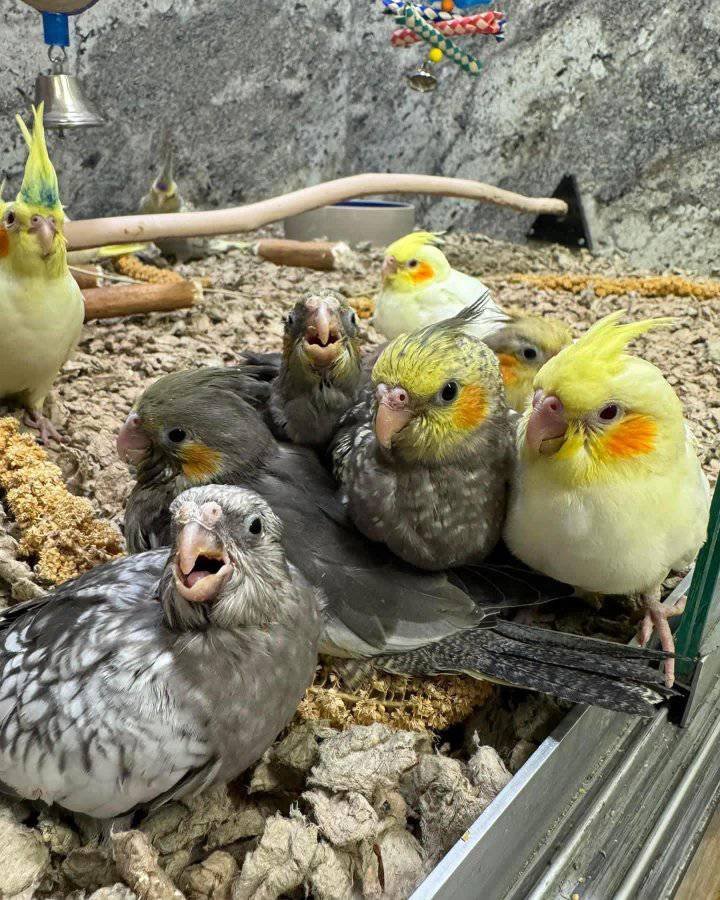 parrots for sale in Uk