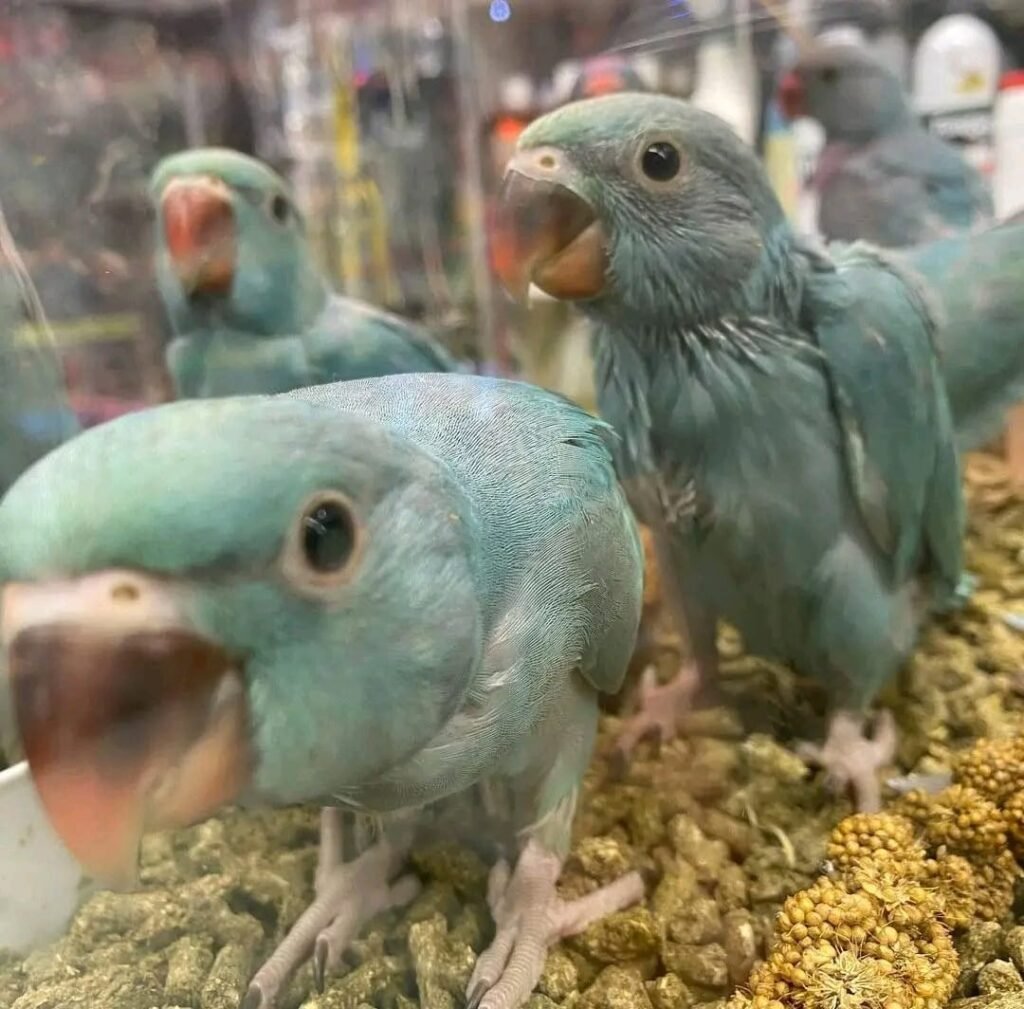 Cute Parrots for Sale in the UK Hand-Reared, Friendly