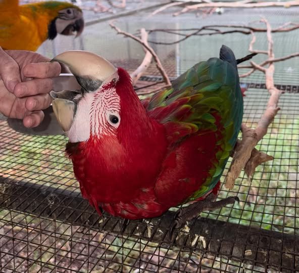 UK Hand Raised Parrots For Every Home