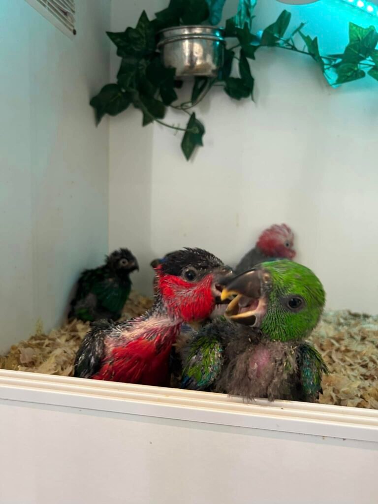 Buy Cute Exotic Parrots in the UK