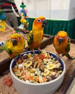 Hand-Raised Exotic Parrots