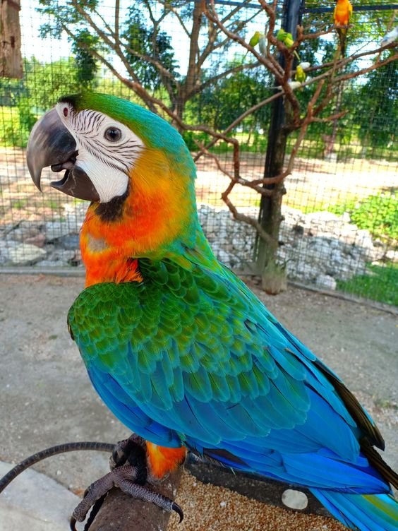 Lovely Catalina macaw-Lifespan UK