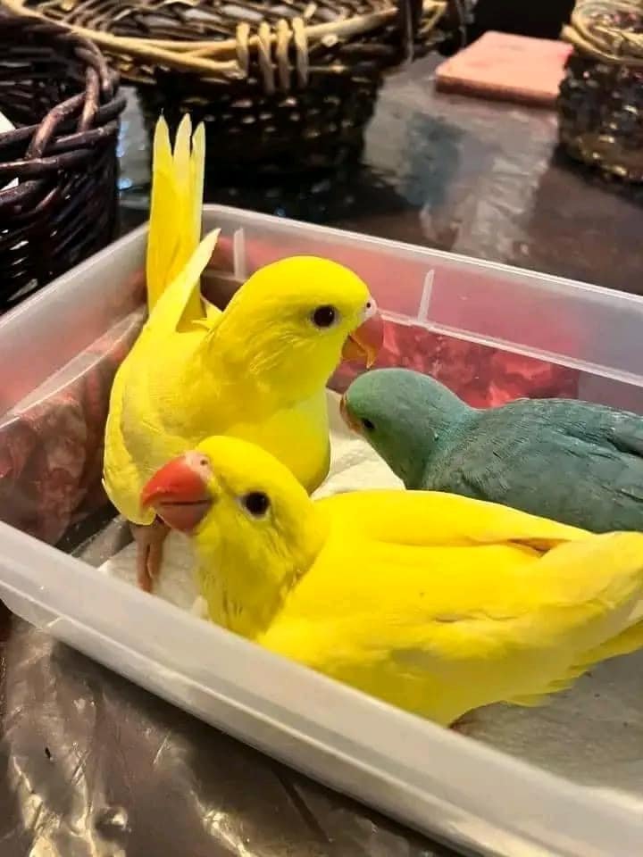 Hand-Raised Exotic Parrots